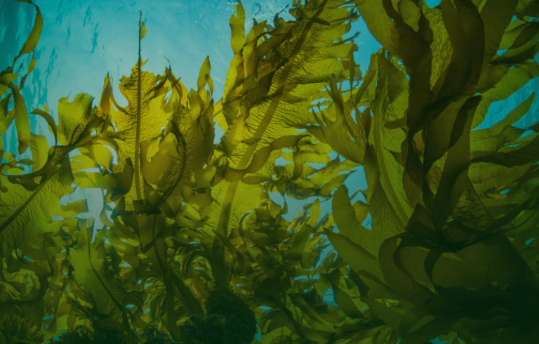 Kelp Algen