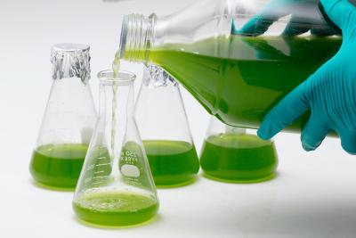Qualität Chlorella und Spirulina: Nur Bio reicht nicht. Achten Sie auf Laboranalysen!